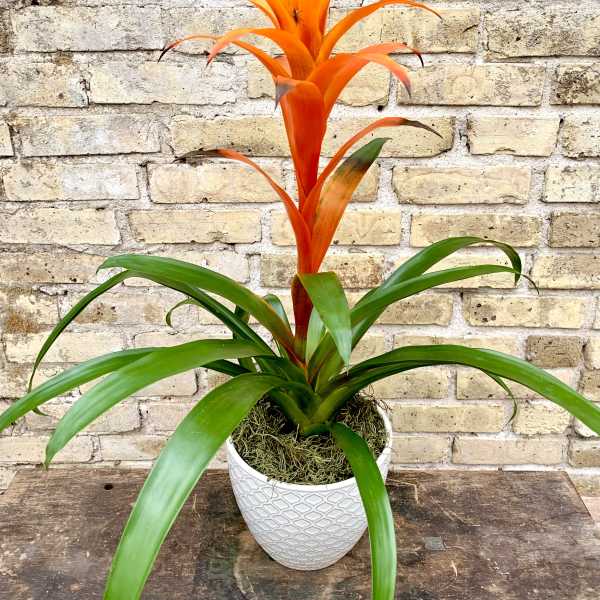 Potted bromeliad with orange flower spike and long green leaves