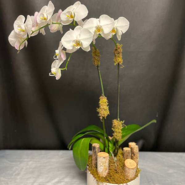 White phalaenopsis orchid plant with arching stems in a white pot with wood accents