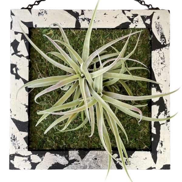 Airplants / Art Wall / Tillandsia Velickiana