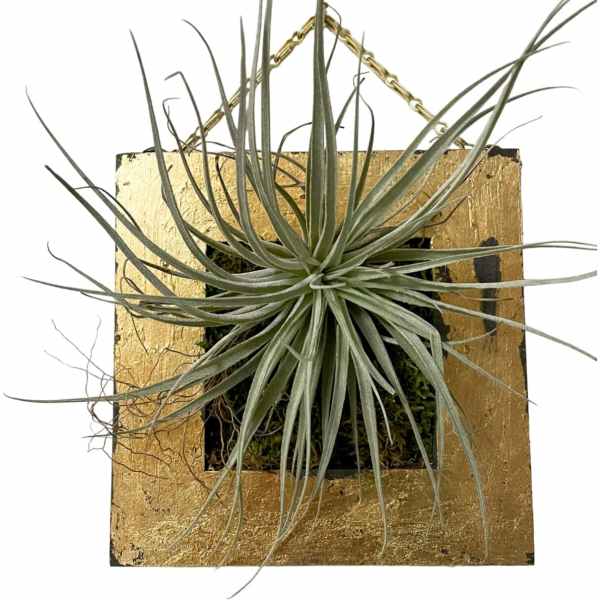 Airplants / Art Wall / Tillandsia Green Houston