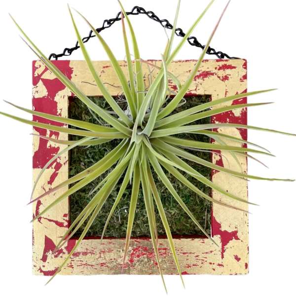 Airplants / Art Wall / Tillandsia Velutina