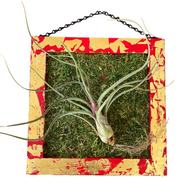Airplants / Art Wall / Bulbosa Belize