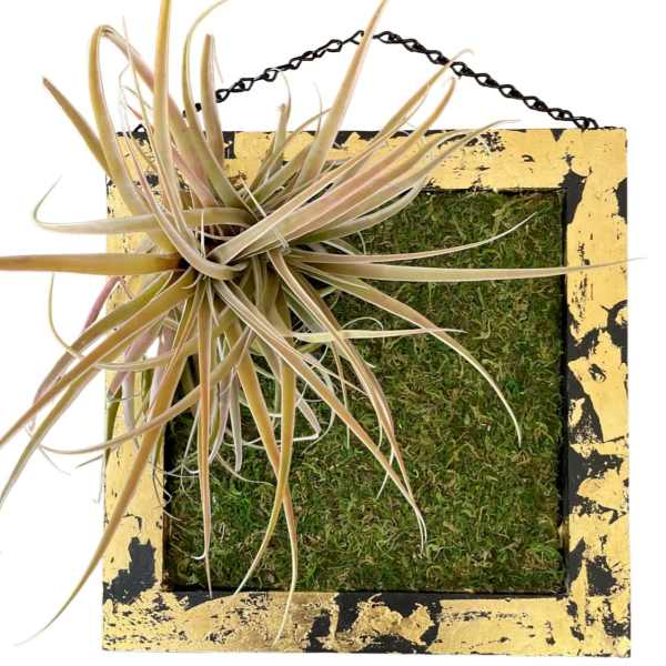 Airplants / Art Wall / Capitata