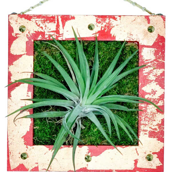 Airplants / Art Wall / Velutina