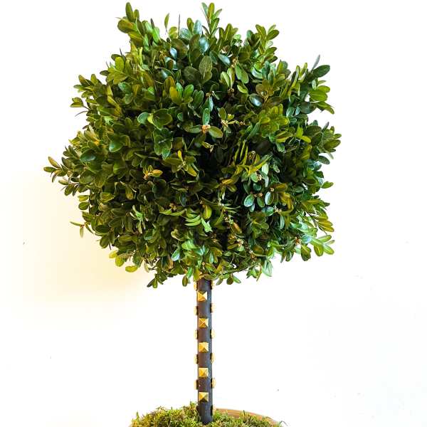 Deluxe Handcrafted Boxwood Topiary Tree