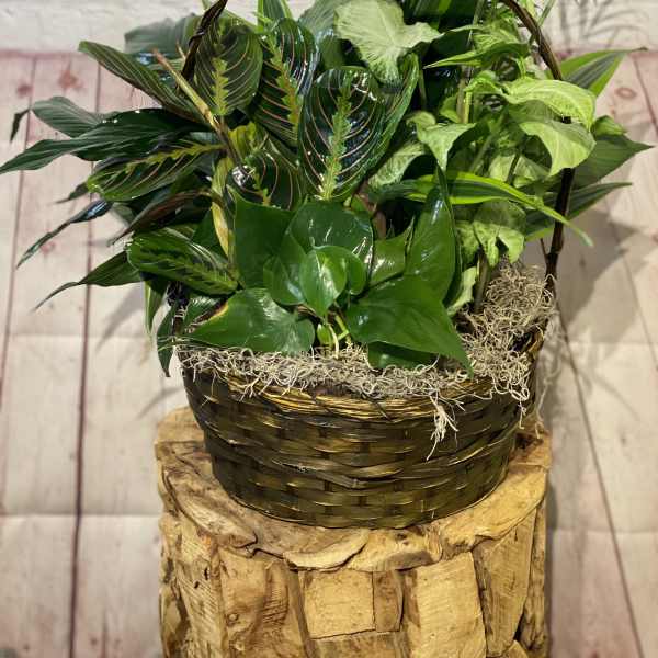 Basket of assorted green houseplants in a woven container