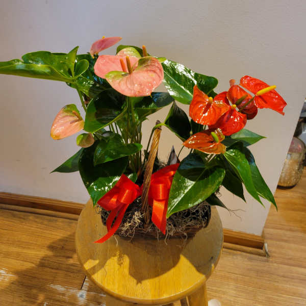 Potted anthurium arrangement with pink and red blooms