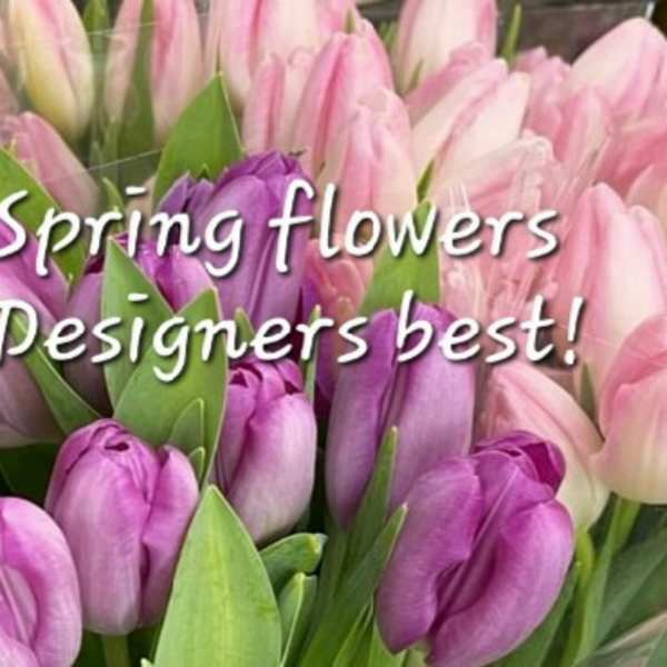 Pink and purple tulips with overlaid text reading Spring flowers Designers best!