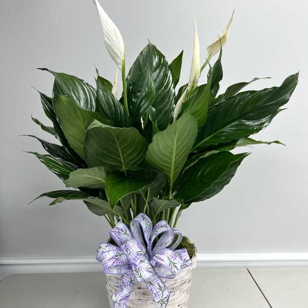 Spathiphyllum