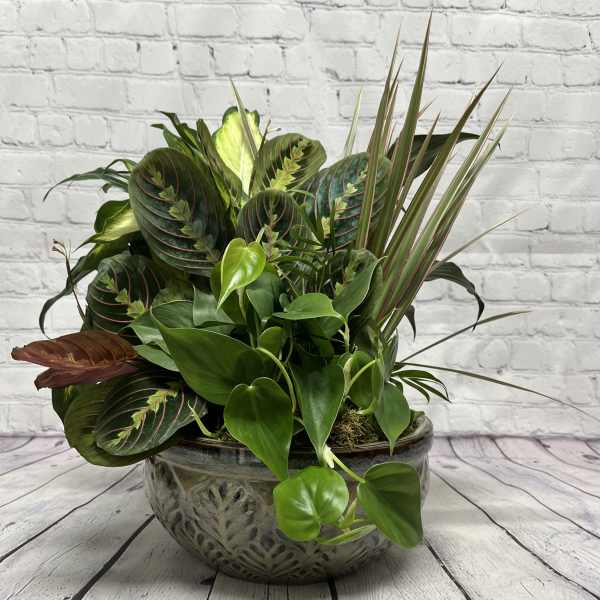 10" European Dish Garden