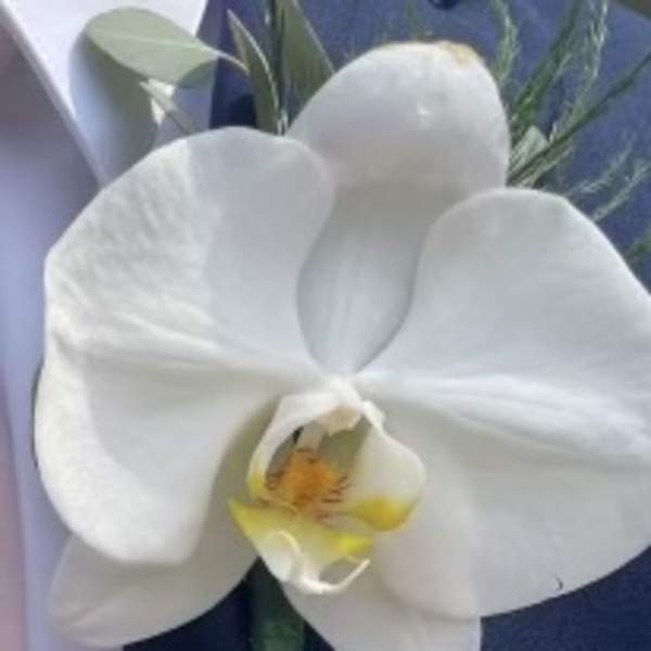 White orchid boutonniere with blue ribbon