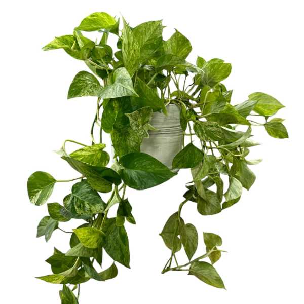 Easy Care Trailing Plant