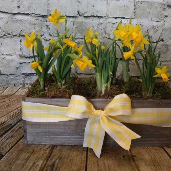 Petite Daffodil Trio