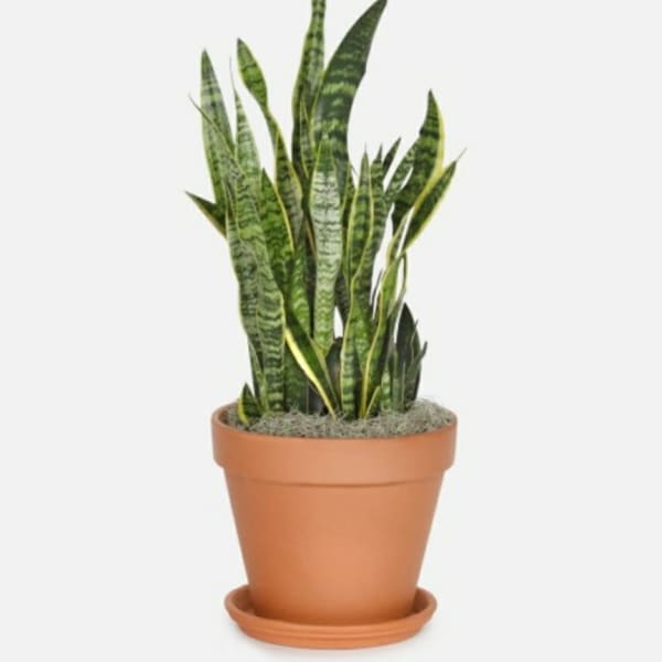 Snake Plant - 산세베리아(공기 정화 식물)