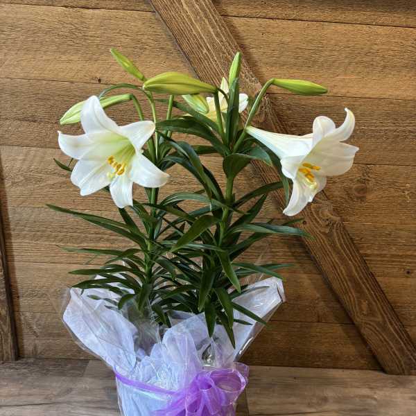 Double Easter Lily