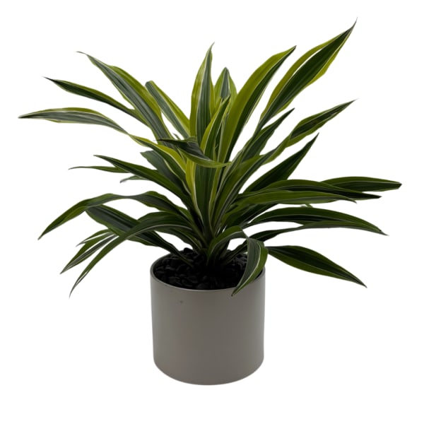 Potted dracaena plant with long striped leaves in a gray container