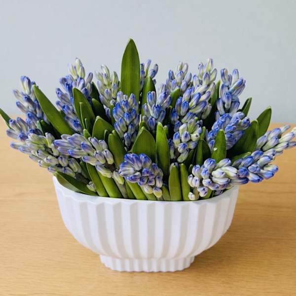 Spring Hyacinth Garden