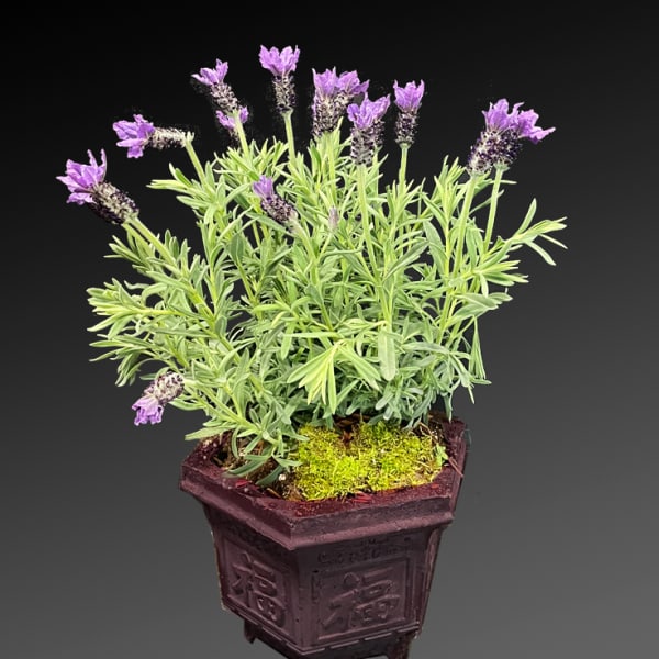 lavender Plant