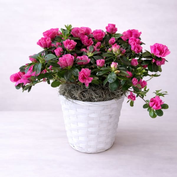 Rosé Azalea Plant basket