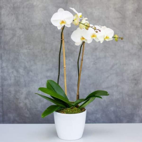 White orchid plant in a white pot