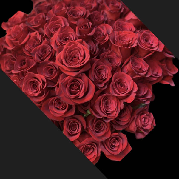 Bouquet of red roses against a black background
