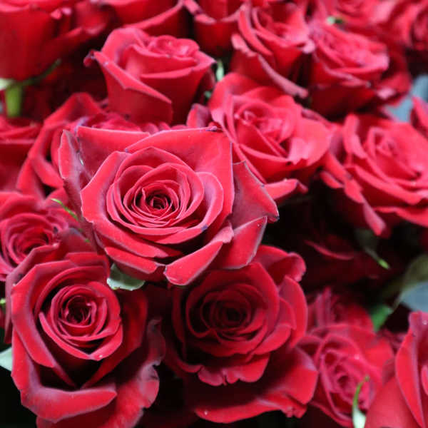 Close-up of many red roses clustered together