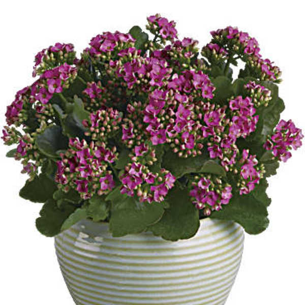 Pink flowering plant in a striped ceramic pot