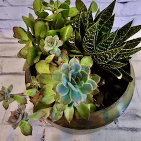 Potted succulent arrangement with green and blue rosettes in a round container