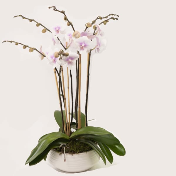 Potted orchid arrangement with pale pink blooms in a white ceramic bowl