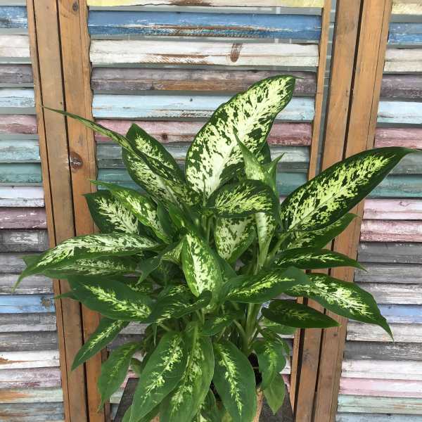 Potted green and cream variegated plant in a woven basket