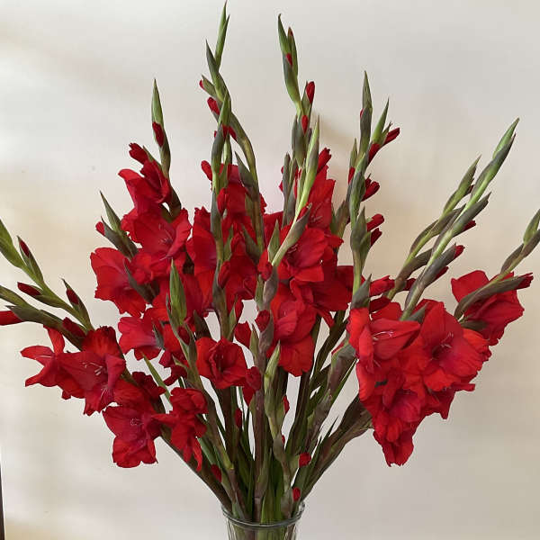 Red gladiolus stems arranged in a clear glass vase