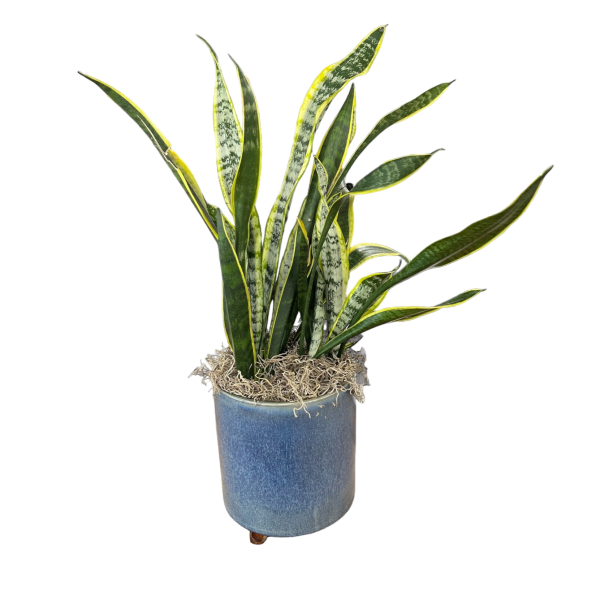 Shaded Serenity Plant