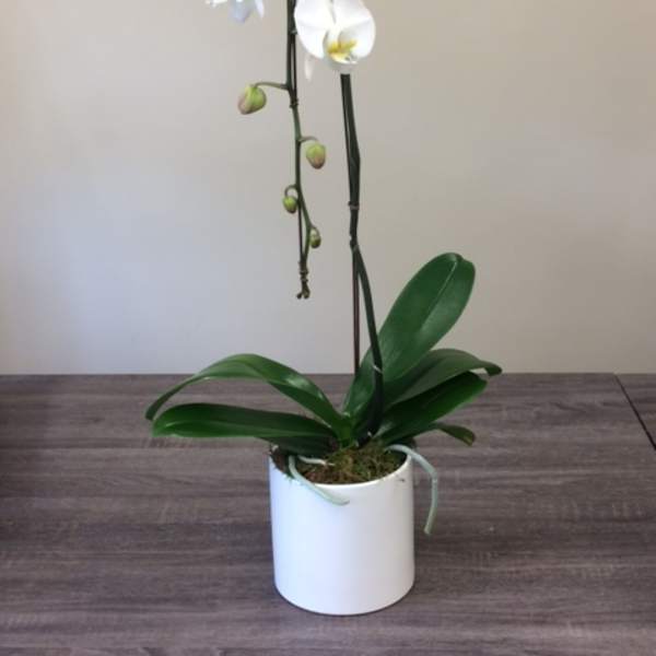 White orchid plant in a white pot with a ribbon