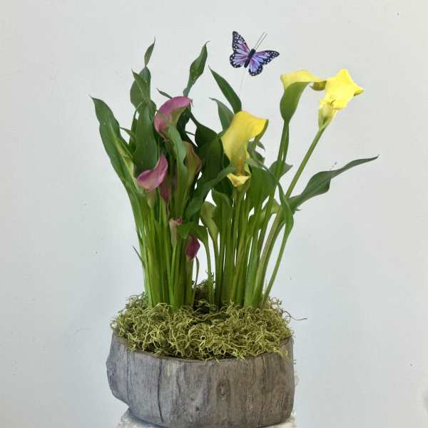 Calla Lily Blooming Plant by Westford Florist Floral Art by Veny