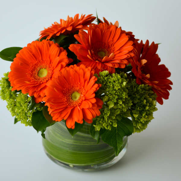 Compact arrangement of orange gerbera daisies and green hydrangeas in a leaf-lined glass vase.