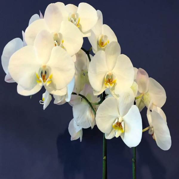 White orchid blooms on long stems against a dark background