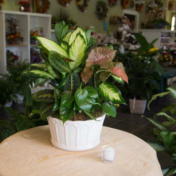 Potted tropical foliage plant in a white ceramic container