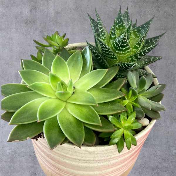 Succulent Garden by Amanda