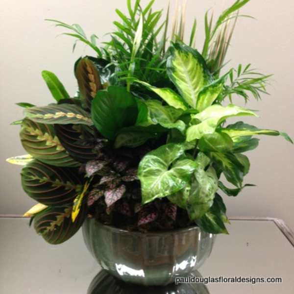 Lush Green Planter