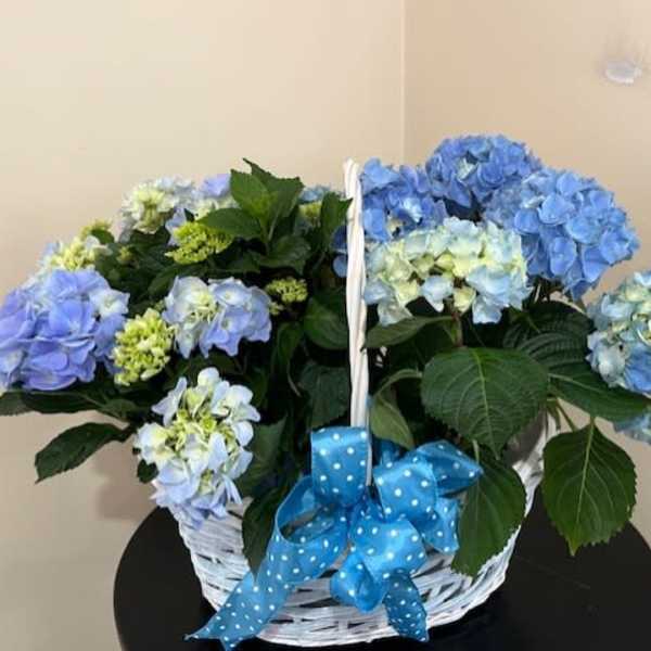 Potted blue and pale hydrangea plant in a white handled basket with a blue polka dot bow.