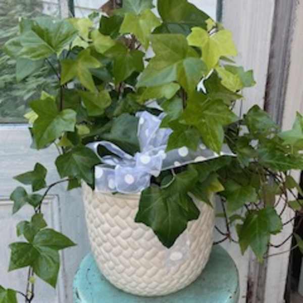 Potted ivy plant in a textured white container with a ribbon