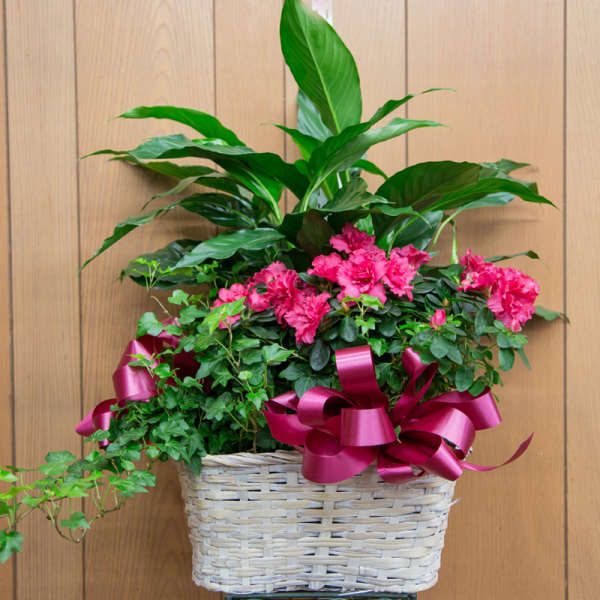 Pink flowers in a woven basket with a large green plant