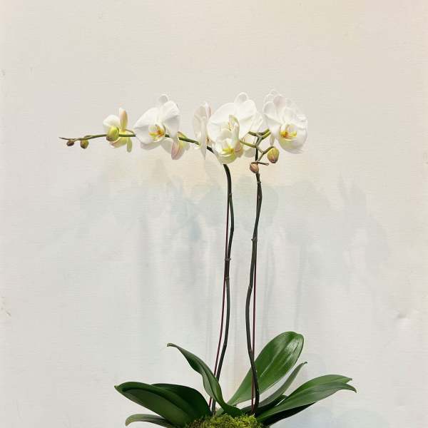 Double White Orchid in White Ceramic