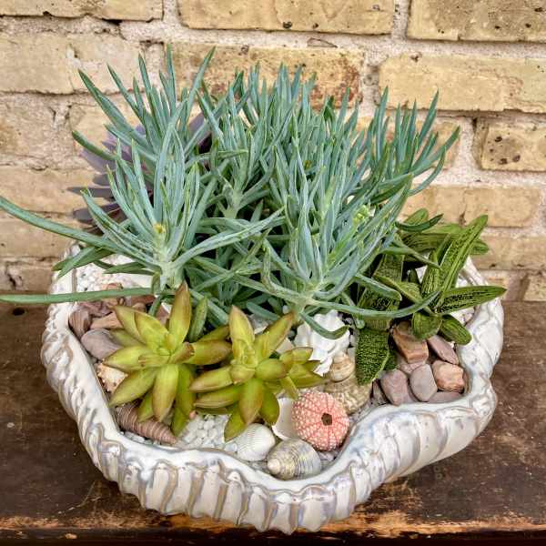 Succulent arrangement in a shell-shaped planter with decorative shells and stones