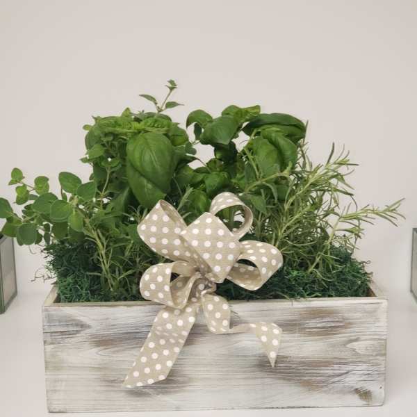 Mother earth herb garden