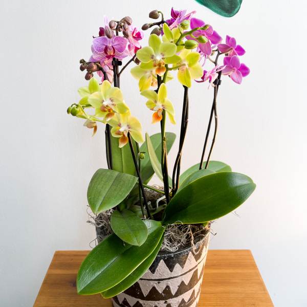 Potted orchids in a patterned ceramic container