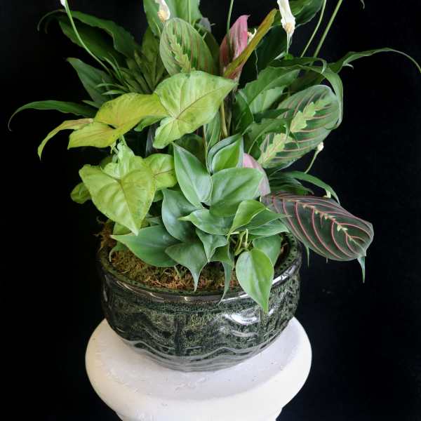 Potted arrangement of white peace lilies and assorted green foliage in a ceramic container