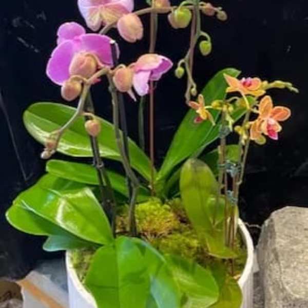 Potted orchids with white, pink, and orange blooms in a white container