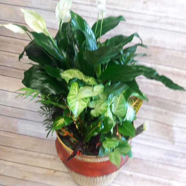 Potted peace lily and mixed foliage arrangement in a woven basket