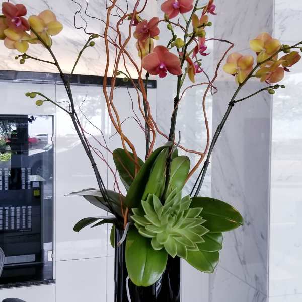 Tall orchid arrangement in a black vase with a succulent accent